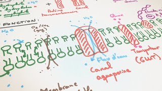 eSVT La membrane plasmique relation structure fonction [upl. by Okimuk812]