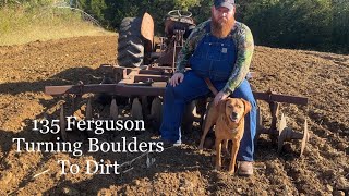 Dad’s 135 Massey Ferguson Disking  And Plans For A Cover Crop [upl. by Tnarb281]