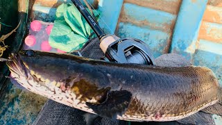 Fish Fishing for Black Snakehead Fish in Tonle Sap Great Lake of Cambodia [upl. by Ahsinotna]