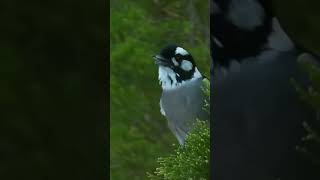 Whiteeared monarch Carterornis leucotis [upl. by Marva843]