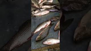 Beara fish market ShortYiutube ViralShort Video [upl. by Annairt]