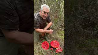 🍄✨ ¿Sabíais Esto de la Amanita Muscaria ¡Encontré Unas Gigantes 😲🌲 Son alucinógenas 😵 [upl. by Nolasba]