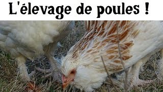 Lœuf ou la poule [upl. by Ck]