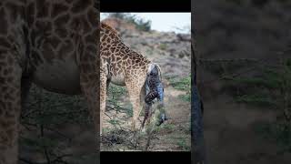 The Amazing Journey of Baby Giraffes From Birth to Early Development [upl. by Anoj636]