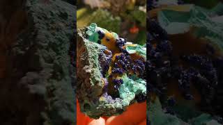 Azurite malachite and limonite associationlike azurite art [upl. by Illoh]