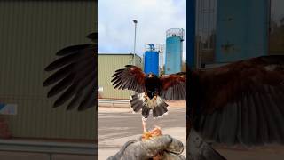 Harris hawk clearing pigeons [upl. by Rehpotsihrc]