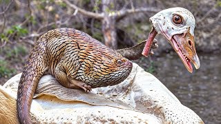 Ces animaux ont été TROUVÉS au mauvais moment et au mauvais endroit [upl. by Pudendas]