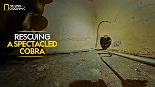 Rescuing a Spectacled Cobra  Snakes SOS Goa’s Wildest  Full Episode  National Geographic [upl. by Perri343]