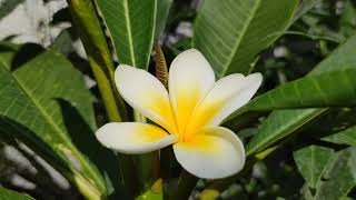 Frangipani Plumeria rubra Stamm Stecklinge Schönste weiß gelbe Blüte Sommer Blume 12 August 2022 [upl. by Anigue55]