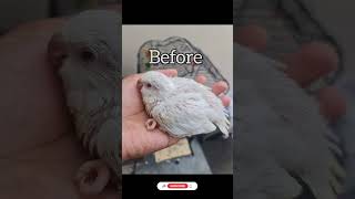 Cute Baby Quaker Parrot before and after short [upl. by Ernst]