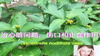 每天看到”金腰箭”，想不到在传统的加纳医学中拿它治疗癫痫！synedrella nodiflora uses（Horseherb）。Kegunaan Jotang Kuda [upl. by Awe]