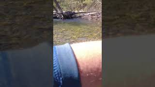 Fly Fishing Rock Creek Short troutfishing fishing montana trout sportfishing shorts [upl. by Atinel]