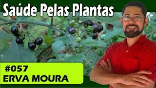 Saúde Pelas Plantas  Erva Moura cólicas estresse cistite cicatrizante diabetes [upl. by Airtina]