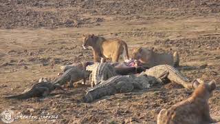 Lions and crocodiles eating together [upl. by Htebsle]