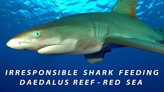 Irresponsible Oceanic Whitetip Shark Feeding  Daedalus reef  Red Sea [upl. by Ardnasac]