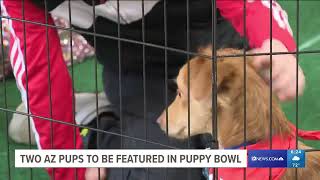 Arizona Puppies Set to Compete in Puppy Bowl XX [upl. by Seen]