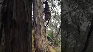 Goats climbing trees babygoats goatwalk cute [upl. by Osana]