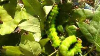 Indian moon moth caterpillar Actias selene 1 [upl. by Mirelle]