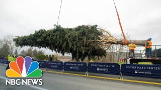 Rockefeller Center Christmas Tree Cut In Upstate New York Ahead Of Manhattan Debut  NBC News NOW [upl. by Dadelos443]