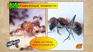 Муравьиные новости 1  Обзор всех колоний [upl. by Oiratno194]