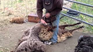 Moorit Shetland sheep shearing 2012 [upl. by Debarath]