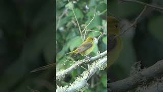 Scarlet Tanager flies away [upl. by Lancey]