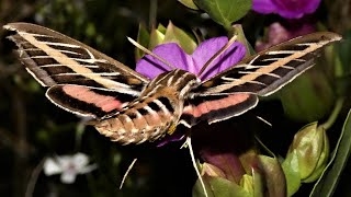 Whitelined Sphinx Moth [upl. by Windy]