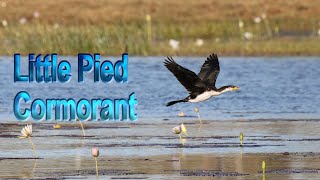 Little Pied cormorant [upl. by Attevroc]