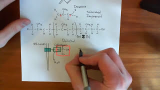 NLinked Glycosylation Part 2 [upl. by Yelroc960]