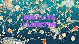 Cara budidaya phytoplankton zooplankton chlorella rotifera dan spirulina di rumah [upl. by Garda]