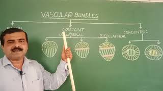 Lecture1 Types of Vascular BundlesNEET [upl. by Lehcor]