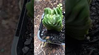 Crassula Bhuddas Temple 🪴vlog TaoMola nature succulant [upl. by Aramoy]