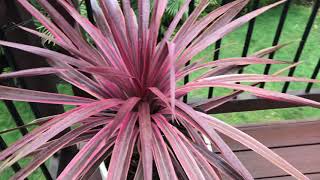 Cordyline australis can handle ice [upl. by Jahdal865]