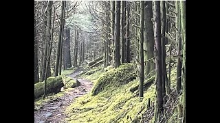 Appalachian Trail Newfound Gap to TriCorner Knob Shelter [upl. by Llevram537]