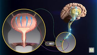 Micturition Reflex  animation [upl. by Aronid304]