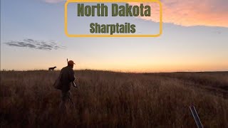 North Dakota 24 Sharptails GREAT DOG WORK [upl. by Ajim]