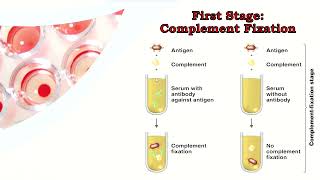 Complement Fixation TestCFT بالعربي [upl. by Kreda]