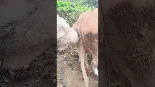 Record the daily life of cattle breeders Camel 422 [upl. by Airrej]