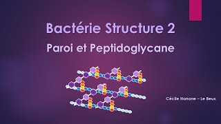 Bactérie Structure 2 PAROI BACTERIENNE et PEPTIDOGLYCANE [upl. by Coffee]