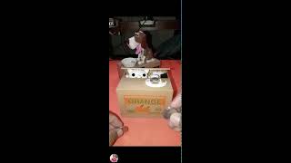 Manoy Ed Tv is live MY FRIEND ALWAYS HUNGRY ORANGE BOX COIN trending viralvideo [upl. by Ennobe828]