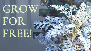 Taking Dusty Miller Cineraria Cuttings propagation Free plants growing naturally [upl. by Leilah934]