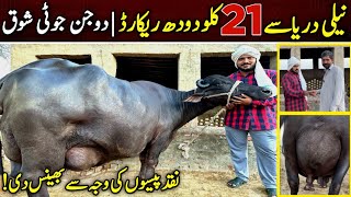 nili ravi buffalo pakistan  buffalo dairy farm  buffalo farming full details [upl. by Enois]