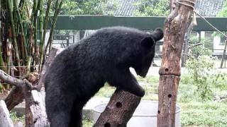 The First TimeMoon Bear Film [upl. by Gilroy]