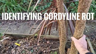 How to identify if your Cordyline stem and crown have irreversible cold damage [upl. by Hamburger]