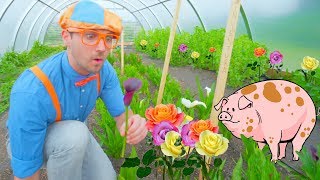 Blippi Farm Tour  Farm Animals and Vegetables for Kids [upl. by Adnaram]