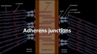 Adherens junctions [upl. by Calida414]