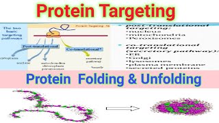 Protein Targeting Folding And Unfolding  Lecture no 17 [upl. by Ellehcer816]