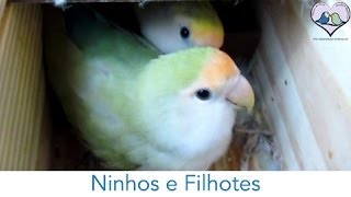 Agapornis  Ninhos e Filhotes [upl. by Navis]