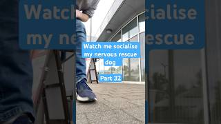 Part 32 Watch me socialise my nervous rescue dog dogtraining rescuedog reactivedog staffy [upl. by Collins]