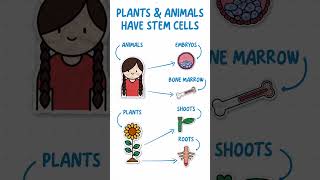 GCSE Biology  Stem Cells in 60 seconds 🌱🧬 [upl. by Ennybor]